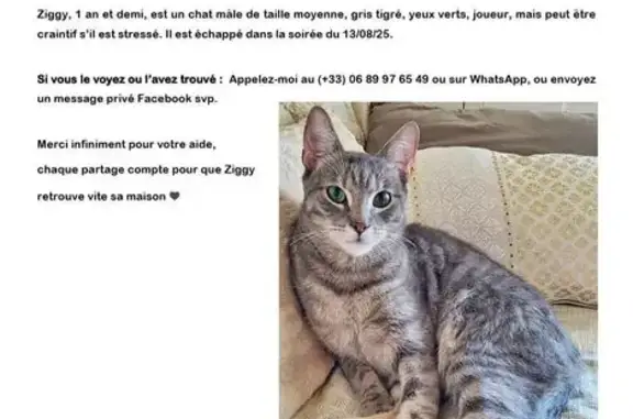 Chat perdu : Ziggy, gris tigré, St-Pierre - photo
