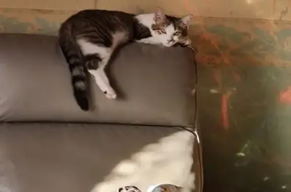 Animaux perdus , photo: Chatte tigrée perdue à La Farge, Bergonne