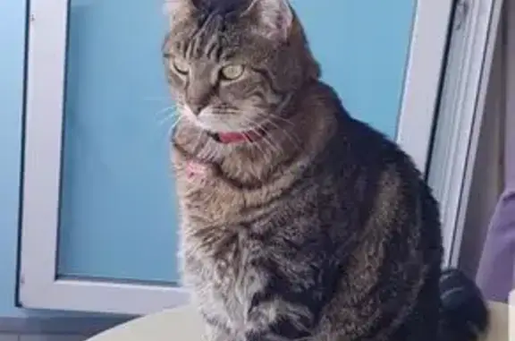 Chat tigré perdu à Camiers - photo