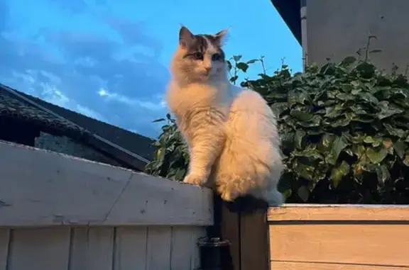 Chat perdu, Malaucène, photo: Chat blanc et marron perdu à Malaucène