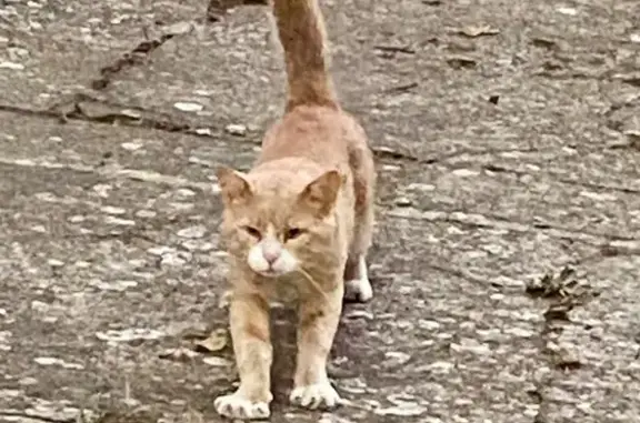 Animaux trouvés Outreau, photo: Chat trouvé : Grand roux-blanc, affectueux