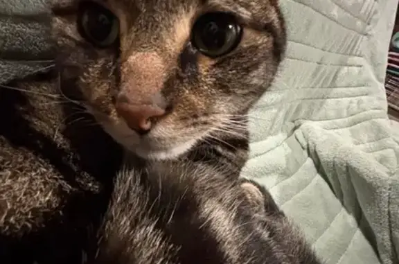 Lost Tabby Cat: Brown & Orange in Melbourne