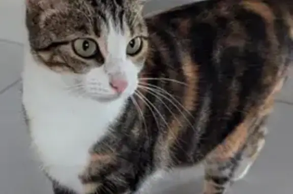 Chat perdu Rue René-Guy Cadou - photo