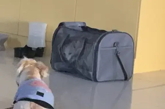 Friendly Brown Kavoodle Lost in Wanneroo