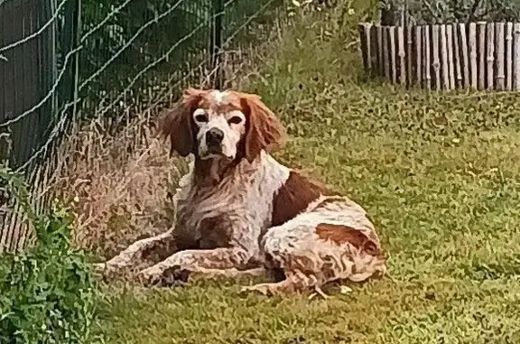 Animaux trouvés Melgven, photo: Chien errant sans collier à Kerallé