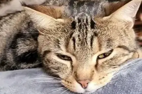 Chatte perdue, tatouage 