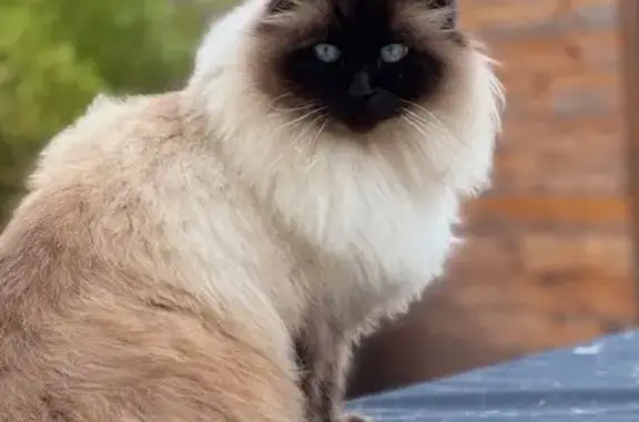 Chat perdu à Caen : Charles, poil long crème - photo