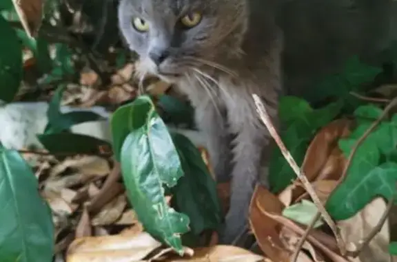 Chat trouvé Talence, photo: Chat amaigri trouvé rue Antoine Carles