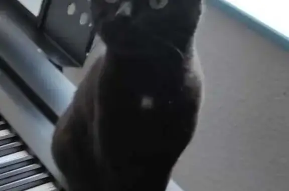 Animaux perdus , photo: Chat noir perdu, tâche blanche, Tilly-sur-Meuse