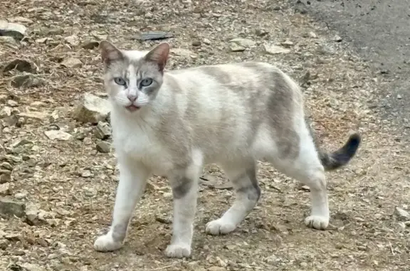 Animaux trouvés Ajaccio, photo: Chatte tricolore craintive trouvée à Ajaccio