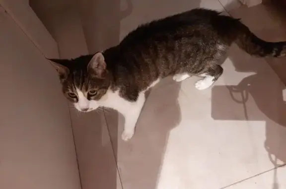 Animaux perdus , photo: Chat perdu à Seebach, rue Principale 26