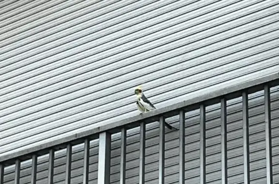 Oiseau jaune-blanc trouvé à Bordeaux - photo