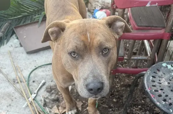 Lost Tan Dog with Army Collar in Huber