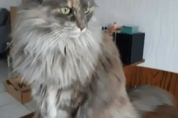 Chat perdu, , photo: Grand chat gris-crème perdu à Pugey