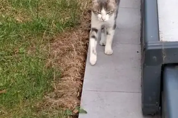 Animaux trouvés Issoire, photo: Chat gris et blanc trouvé à Issoire