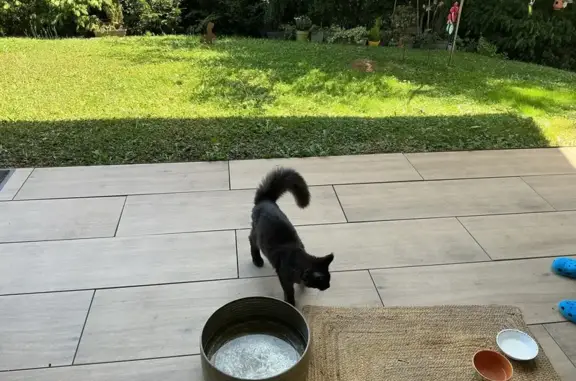 Animaux trouvés , photo: Chat noir blessé trouvé à Pers-Jussy