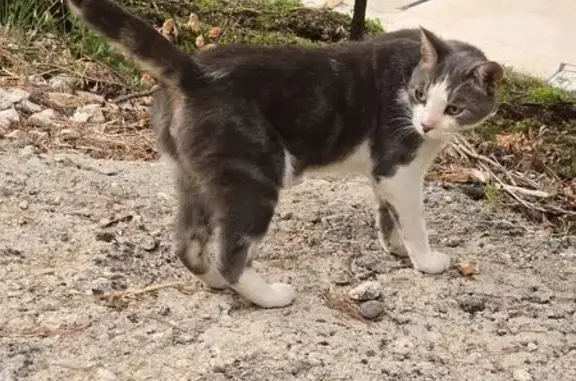 Chat gris et blanc trouvé amaigri à Mimet - photo