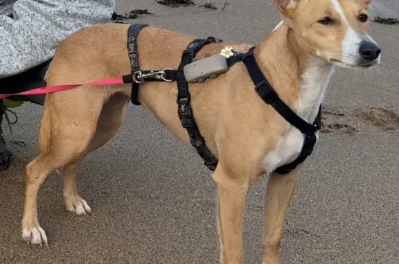 Chienne Beige Perdue à Plerguer, Alerte - photo