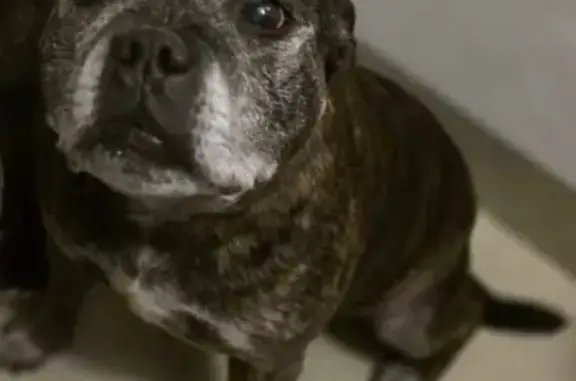 Chien perdu , photo : Chien Staffie perdu à Arbusigny