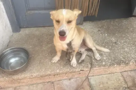 Perro Cariñoso Encontrado en T...