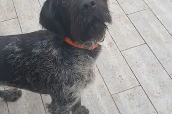 Chien perdue, collier orange, Dampierre - photo