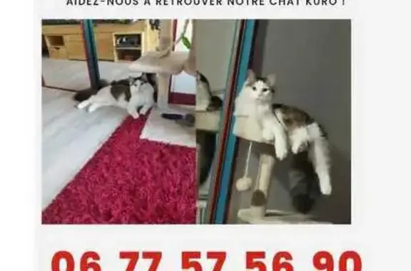 Animaux perdus Ciré-d'Aunis, photo: Chat perdu : Kuro, 2 ans, blanc/tigré