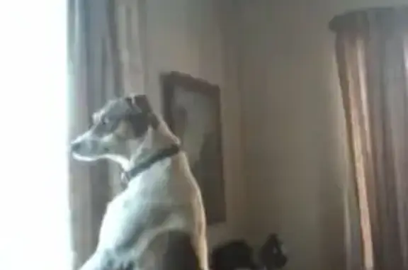 Lost Dog in Germiston: White & Brown