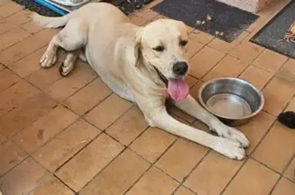 Chien trouvé , photo: Deux labradors trouvés sans collier