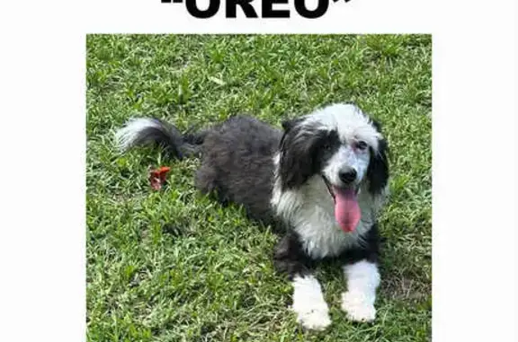 Lost: Shy Black & White Crested Dog