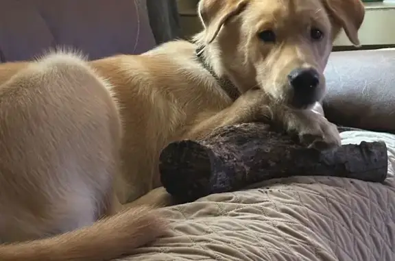 Lost Puppy: Friendly, Multicolored Collar