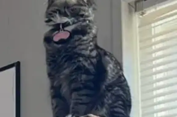 Help Find Misty: Lost Gray Tabby Cat
