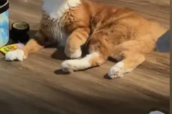 Missing cat Cranston, photo: Lost Orange & White Cat - Dyer Ave, Cranston