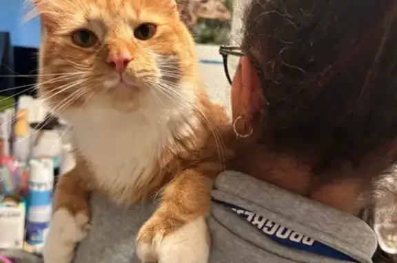 Lost pets Cranston, photo: Lost Orange & White Cat - Dyer Ave, Cranston