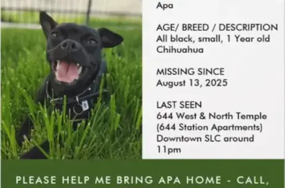 Friendly Black Dog Lost in Salt Lake City