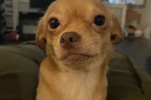 Lost Young Dog: North 2nd St, Philly