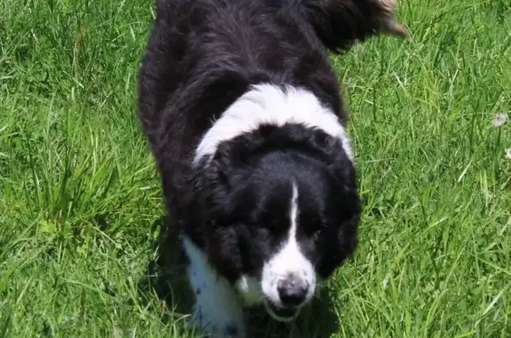 Chien perdu , photo : Border Collie perdu secteur Nauviale