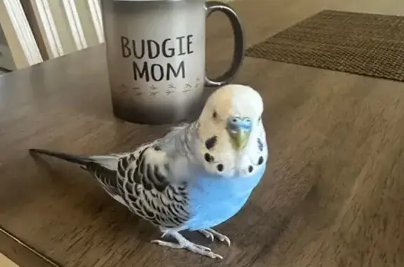 Lost Cobalt Blue Bird on 36th...
