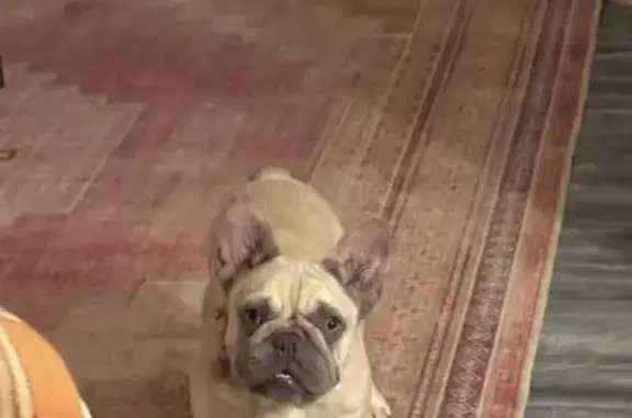 Lost Dog: Blonde with Blue Collar Found?