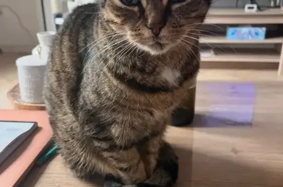 Animaux perdus , photo: Chatte tigrée perdue à Sanilhac