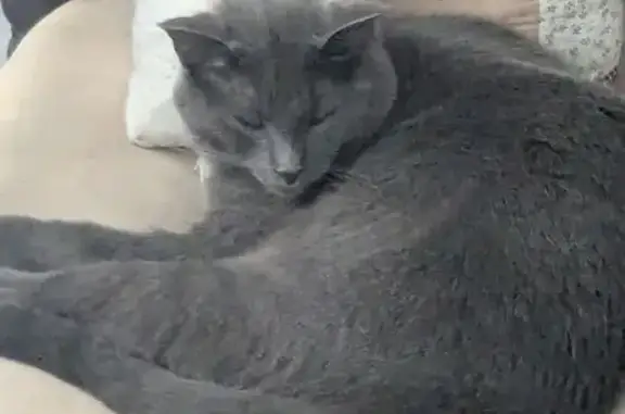 Missing cat North Olmsted, photo: Lost Chatty Gray Cat in North Olmsted
