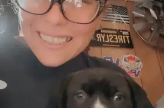 Lost pets Lake Station, photo: Lost Puppy: Black with White Markings