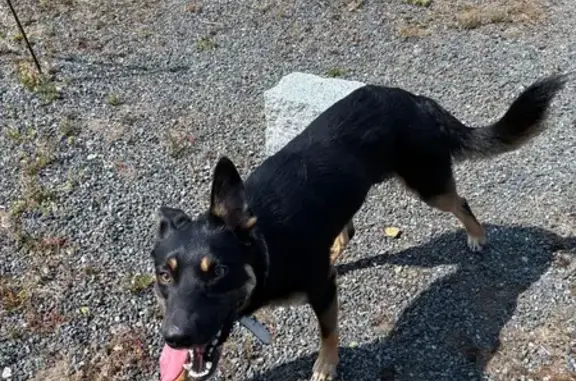 Animaux trouvés Pleumeur-Gautier, photo: Chien avec collier trouvé à Kerbillic
