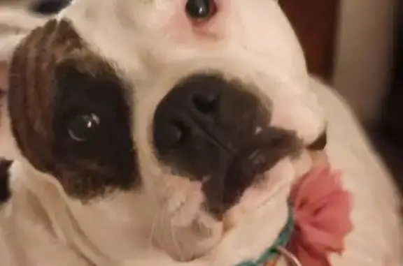 Lost Dog on West 24th St, Burley
