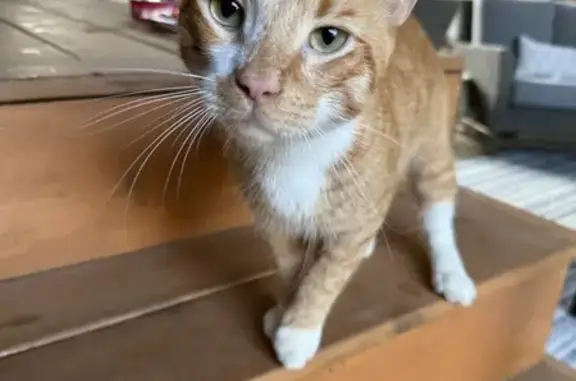 Found pets Galena, photo: Found: Vocal Orange & White Cat in Galena