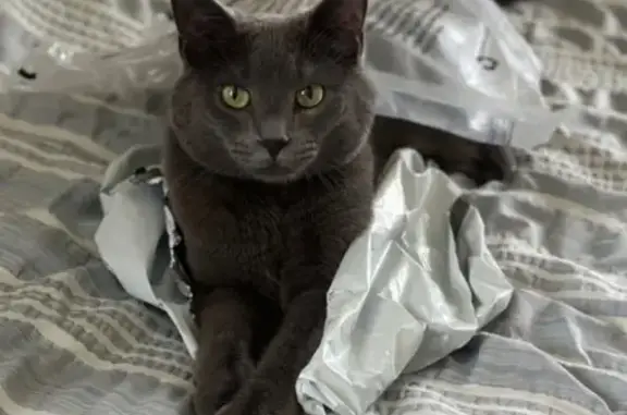 Lost Russian Blue Cat on Plaza Rd N