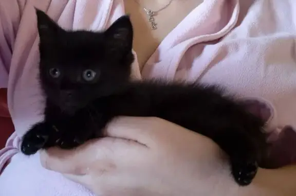 Chat trouvé , photo: Chaton noir trouvé à Droiturier