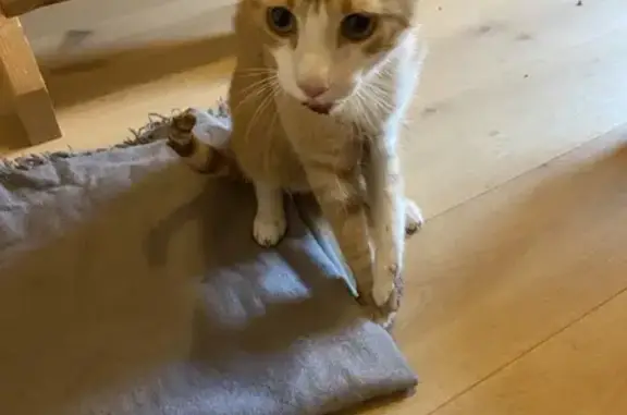 Chat roux-blanc trouvé, chute suspectée - photo