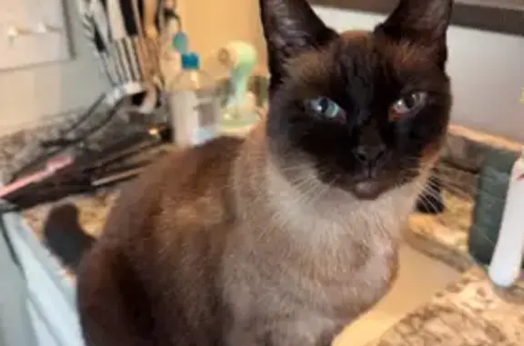 Found cat Knoxville, photo: Mocha the Cat Returns Home Safely!