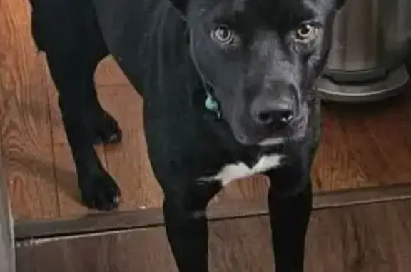 Lost Dog: Brody Missing on Kenmore Ave