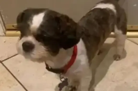 Lost Puppy: Black & White, 7 Months, Cary